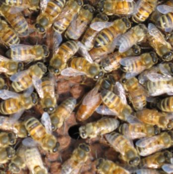 21 curiosità sulle api